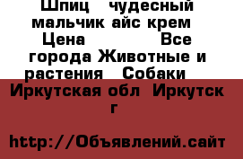 Шпиц - чудесный мальчик айс-крем › Цена ­ 20 000 - Все города Животные и растения » Собаки   . Иркутская обл.,Иркутск г.